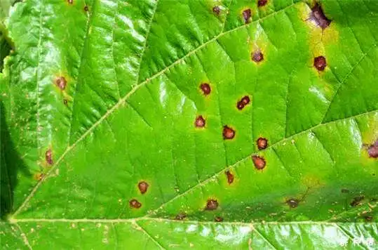 梨褐斑病怎么防治?