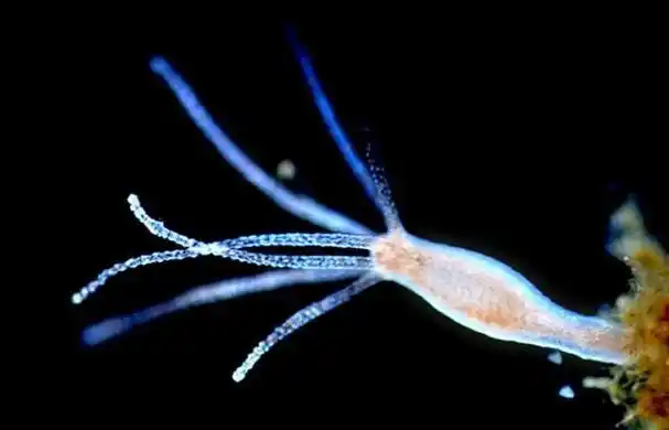 水螅是无脊椎动物,腔肠动物门,水螅纲.