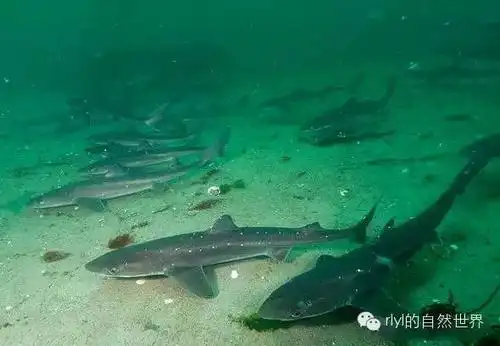 【rlyl物种说】今日--白斑角鲨(spiny dogfish)