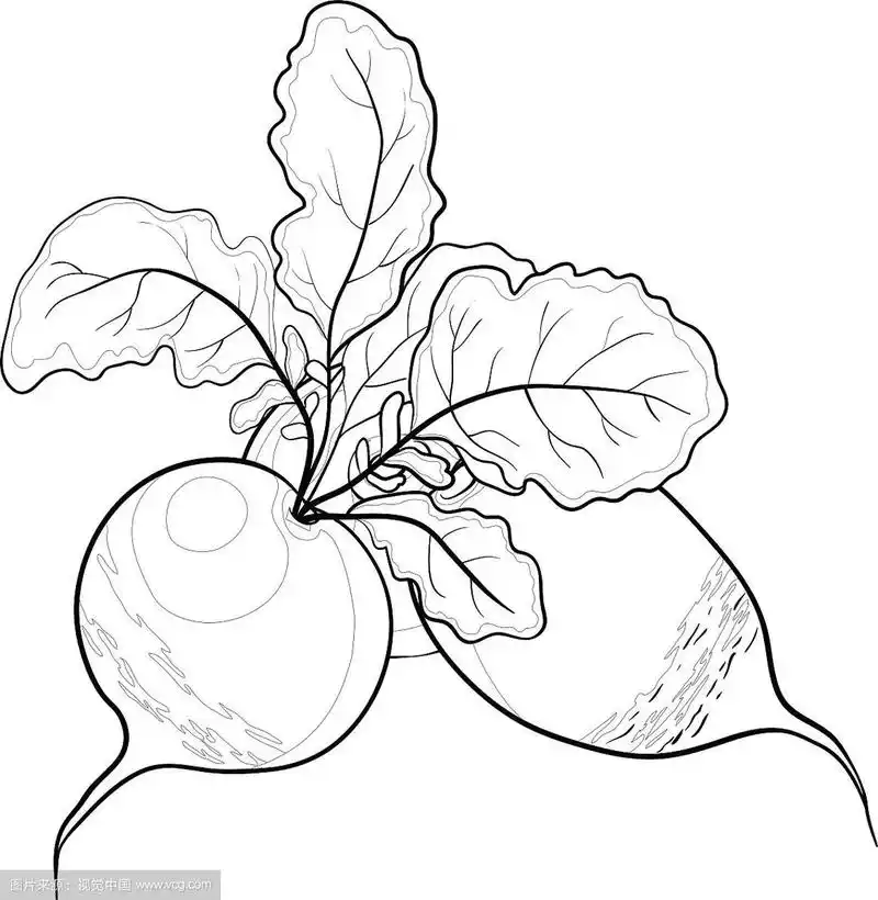 萝卜的叶子轮廓