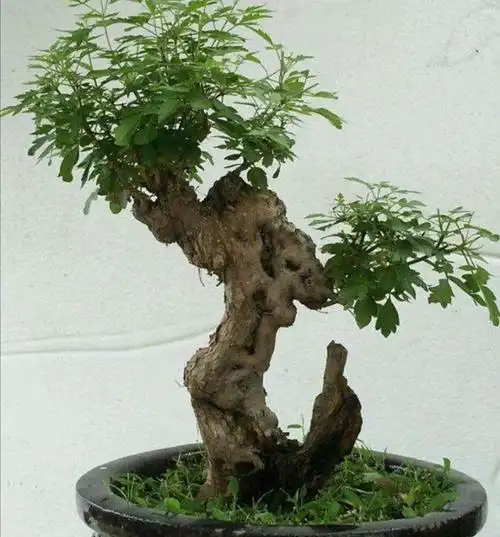 山上的黄荆做盆景,掌握好4个要点,养桩好成活