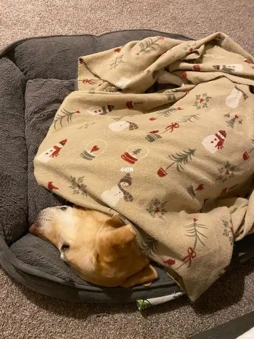 每天自己给自己盖好被子睡觉觉