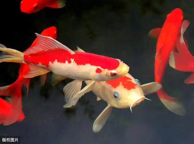 锦鲤不吃食就是生病了吗?不一定,还有其它的可能因素