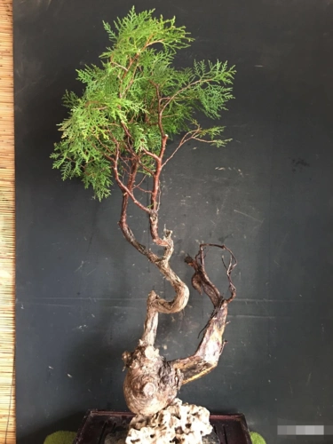 欣赏野生老桩盆景,造型自然奇特,苍劲嶙峋,做成盆景更有价值