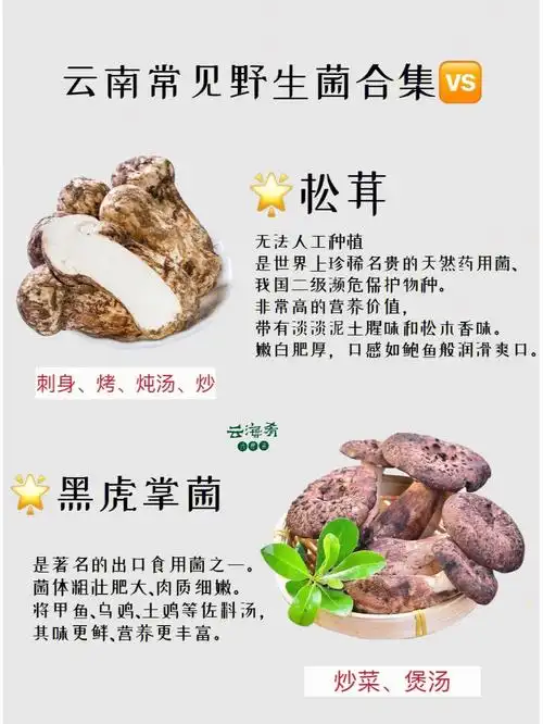 01698种云南常见食用野生菌合集