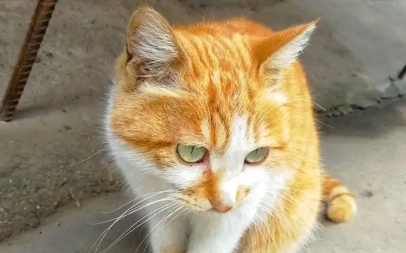 绿眼橘猫橘猫中的锦鲤居然是只流浪小猫咪