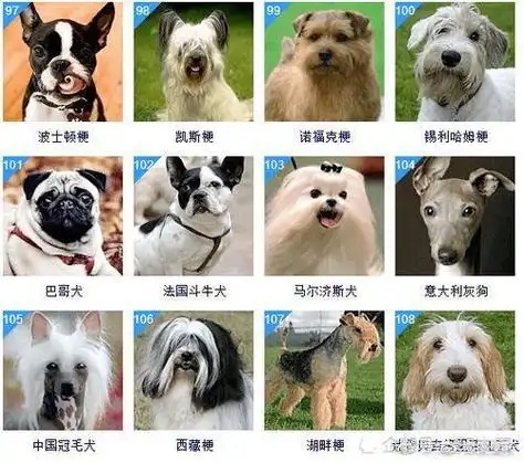 小型犬最聪明的狗排名