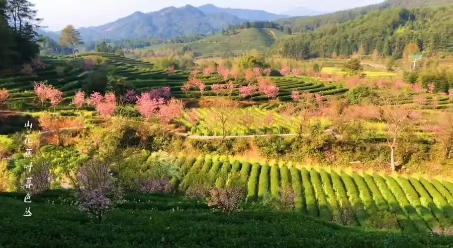 武夷山生态茶园基地-燕子窠_哔哩哔哩_bilibili