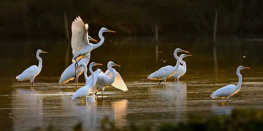 一群白鹭在水面嬉戏.