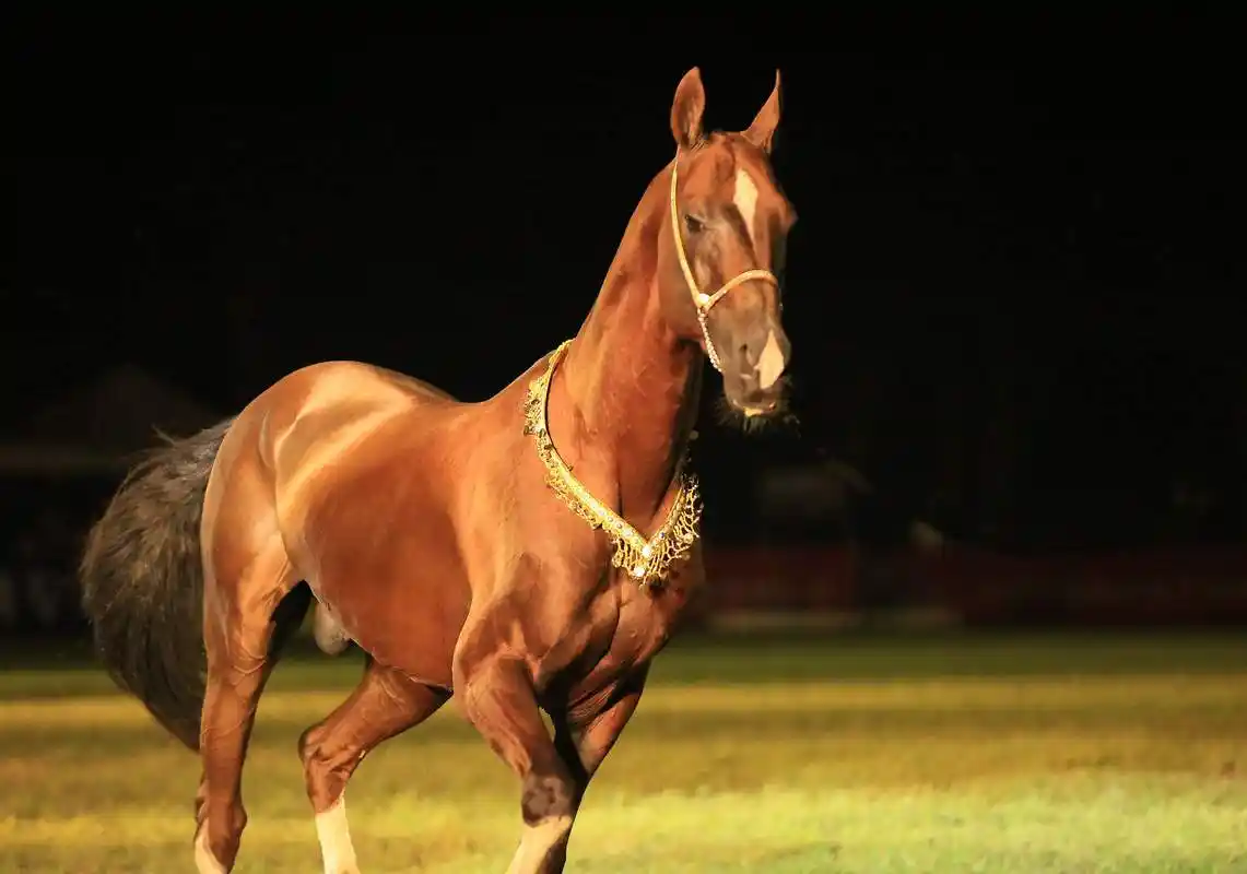 汗血宝马图片:汗血宝马就是阿哈尔捷金马