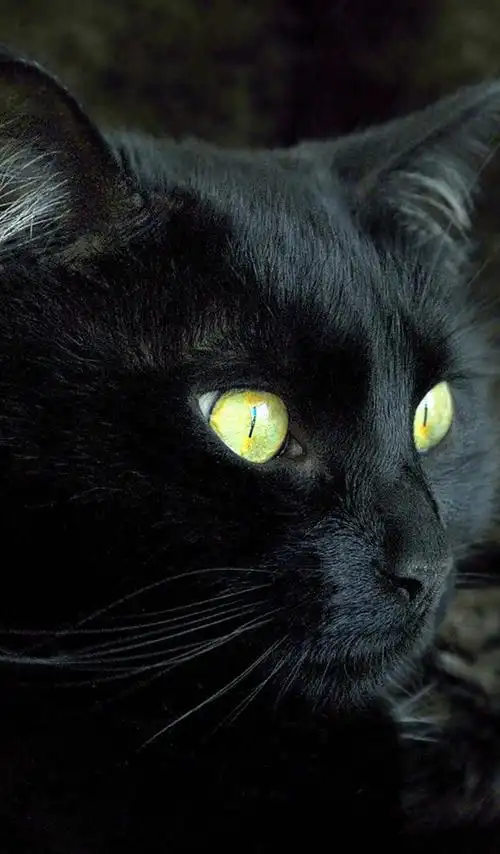 极致黑猫,喜欢你就是一辈子「猫咪壁纸」