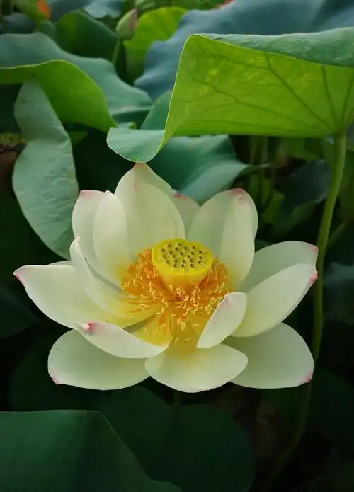 沿着树荫下的小路,迎一阵清风,走进微风吹过的荷塘,近看多种颜色荷花