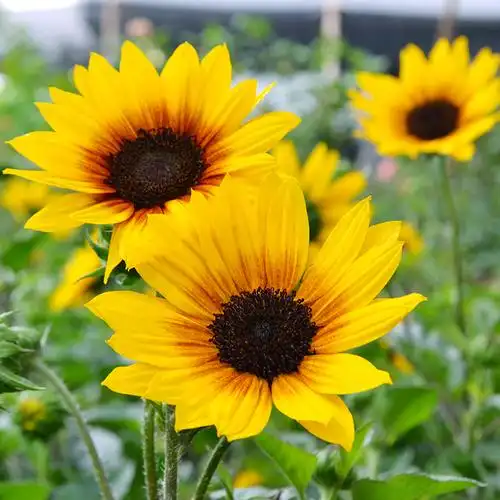 超级向日葵光辉岁月喜光耐寒庭院阳台植物多年生花卉盆栽好养观花