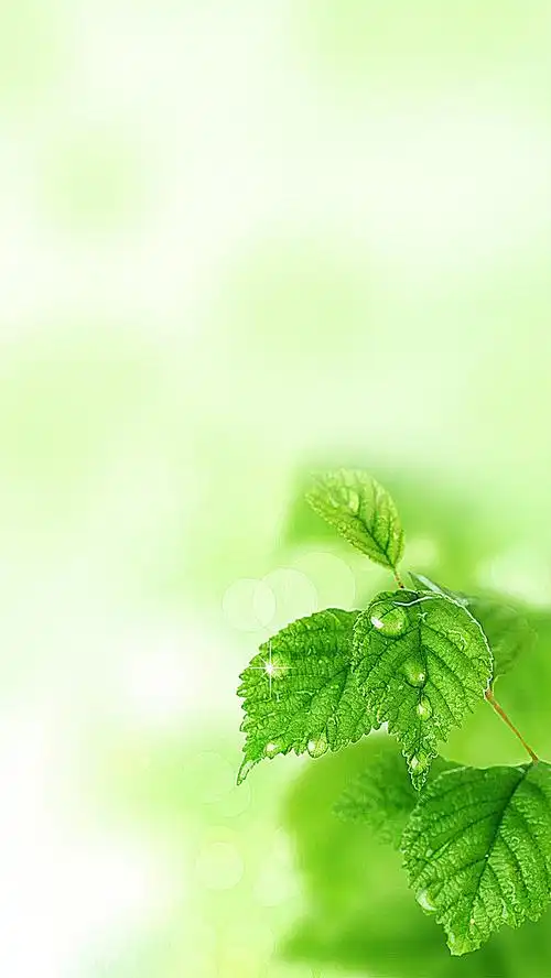 绿色唯美树叶背景h5背景