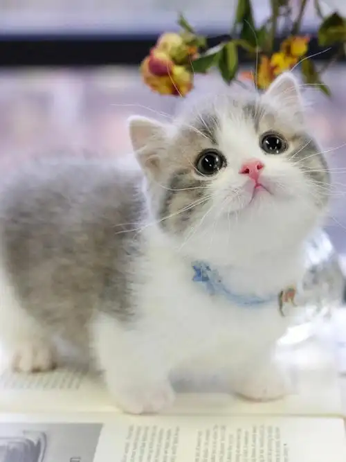 小矮jiojio真的最最可爱的猫啦