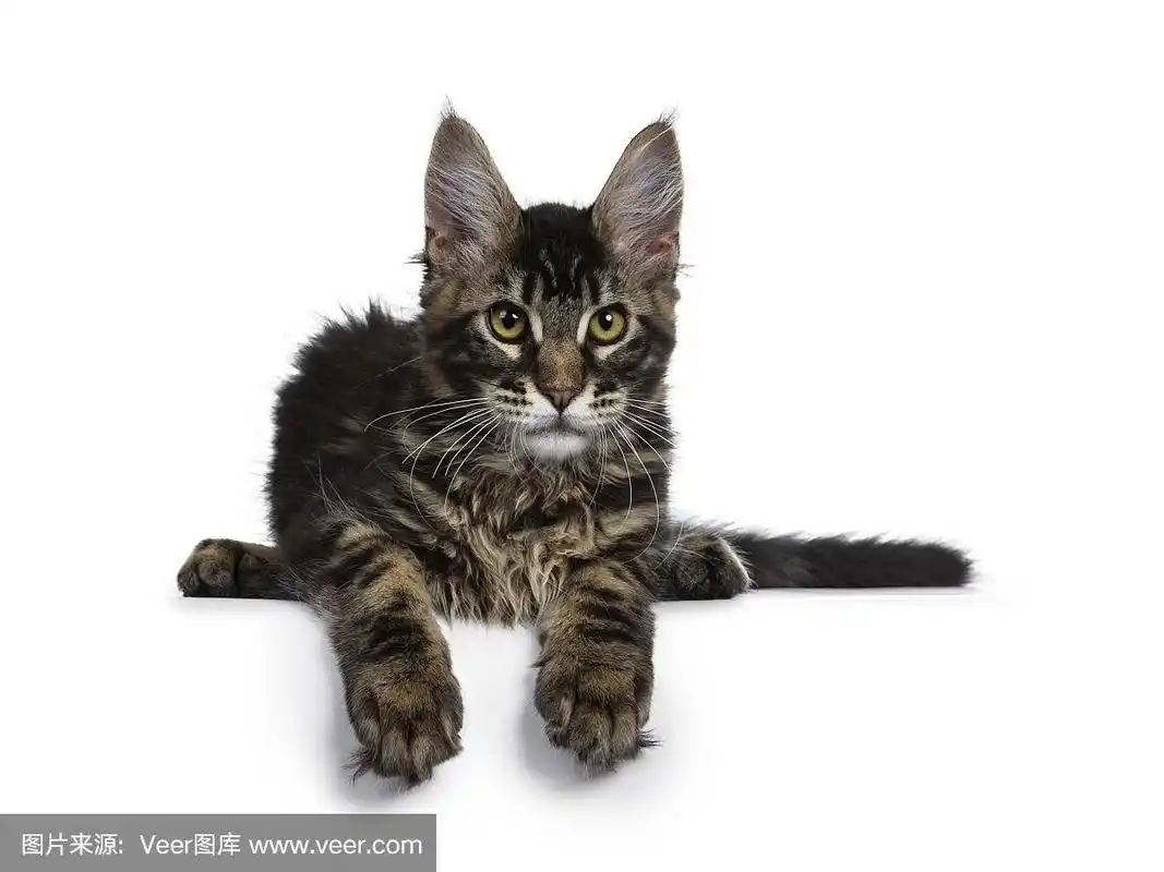 漂亮的黑斑缅因猫小猫躺下,爪子在边缘看向一边.孤立在白色背景上.