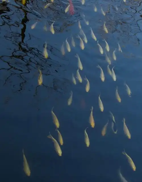 水中鱼儿在漂浮着秋叶的湖面上游耍