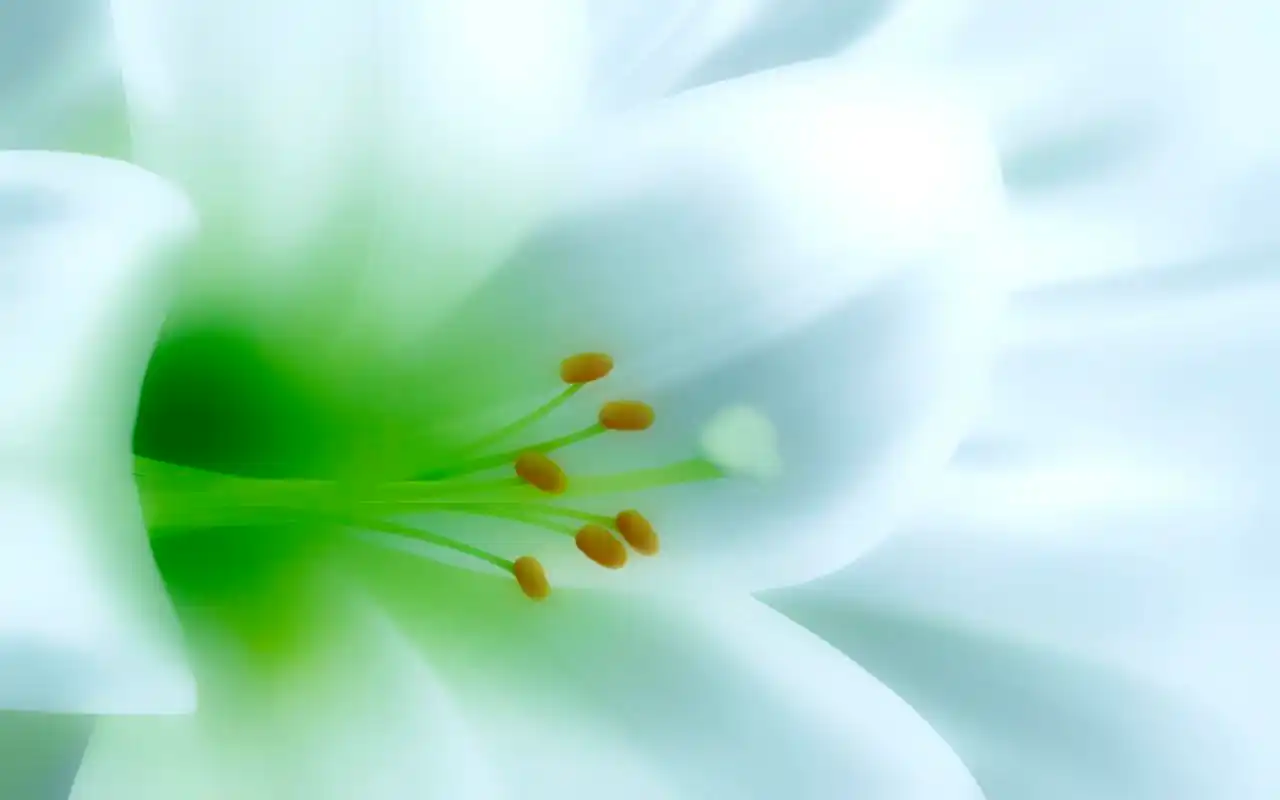 盛开的百合花特写高清桌面壁纸