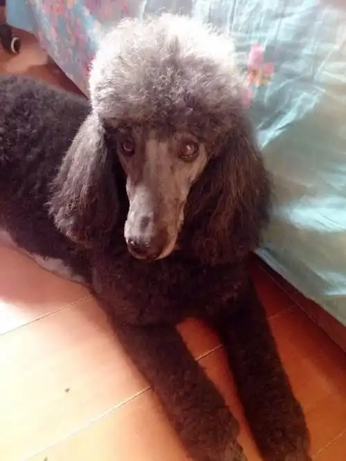 自家繁殖纯种巨型贵宾犬