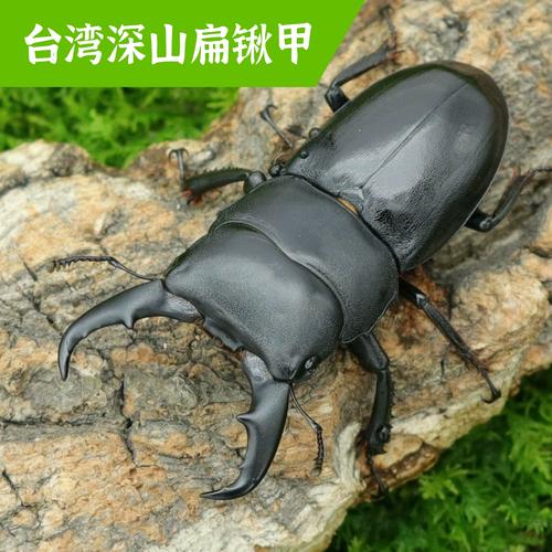 牧野虫社台湾深山扁锹爬宠甲虫活虫昆虫小型爬行宠物甲壳虫幼虫成