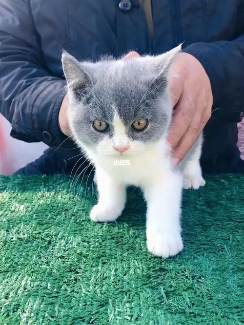 英短蓝白猫咪英短英短蓝白蓝白