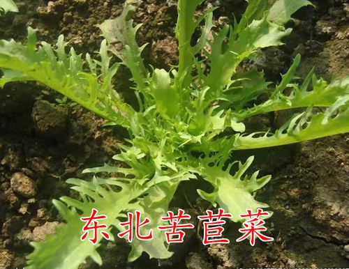 东北新鲜苦菊500g 苦细叶苦叶生菜狗牙菜苦苣 蔬菜沙拉菜食材青菜