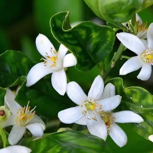 鲜花2021新鲜苦橙腌制花纯精油花蕾3斤起订花卉