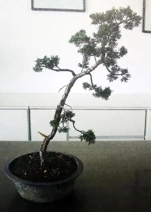 文人盆景图片(直杆文人盆景图片)_植物知识网