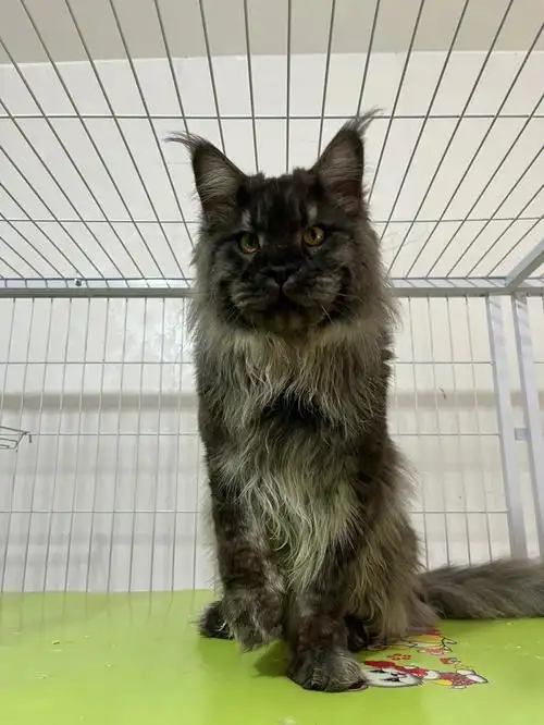 10个月大体重15斤左右#缅因猫