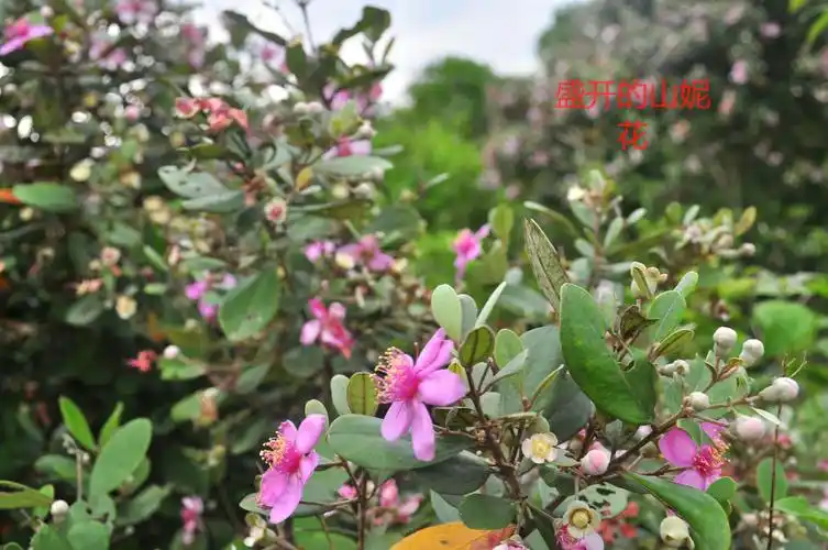 海南人称桃金娘为山妮子,它每年三月中旬开花七月果熟.