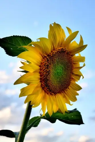 向日葵盛开的初秋