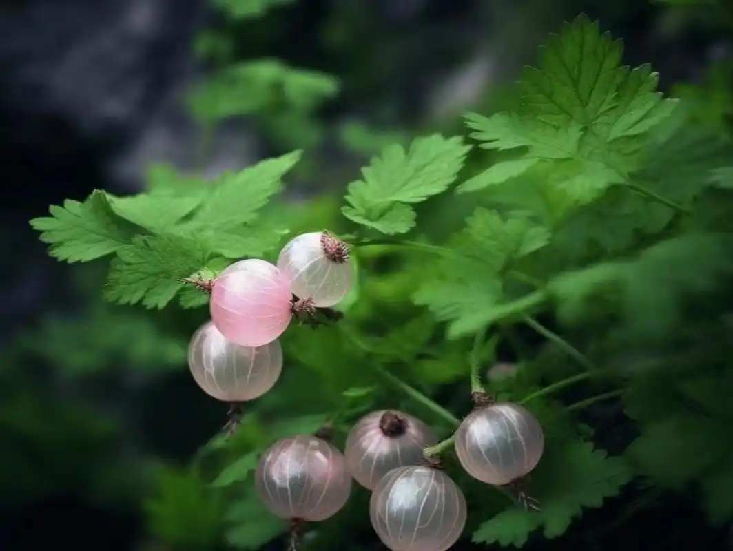 如琥珀般透明的野果——水葡萄茶藨子,在阳光的照耀下,晶莹剔透,流光
