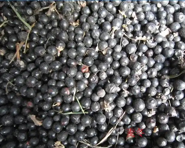 地被常绿植物种子:麦冬种子,麦冬,麦冬草高羊茅,黑麦草等种子