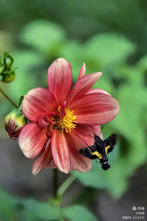 天蛾吸花蜜习摄