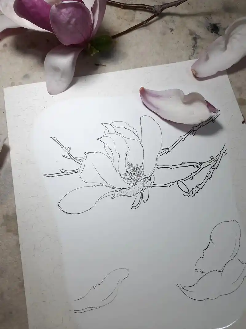 白描写生玉兰花#国画教程 #国画 #花鸟画  - 抖音