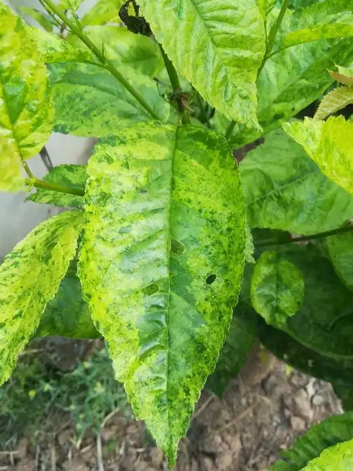 樱桃树叶子长成这种花斑状,是怎么了,果实还没成熟就只剩果核了