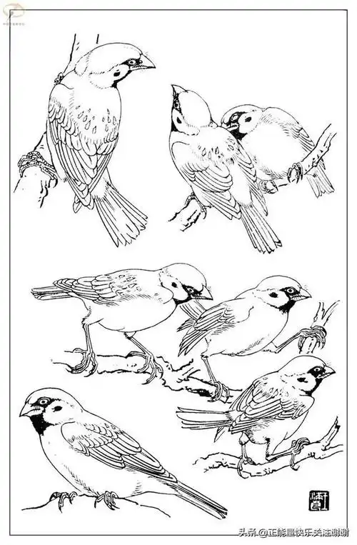 麻雀白描 - 美篇