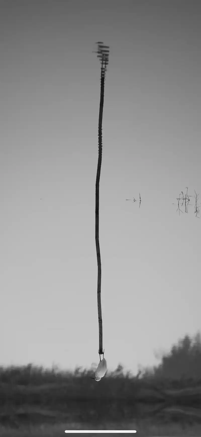 镜面.早上的河面像镜子一样平静#摄影 #黑白系 #我的摄影日 - 抖音