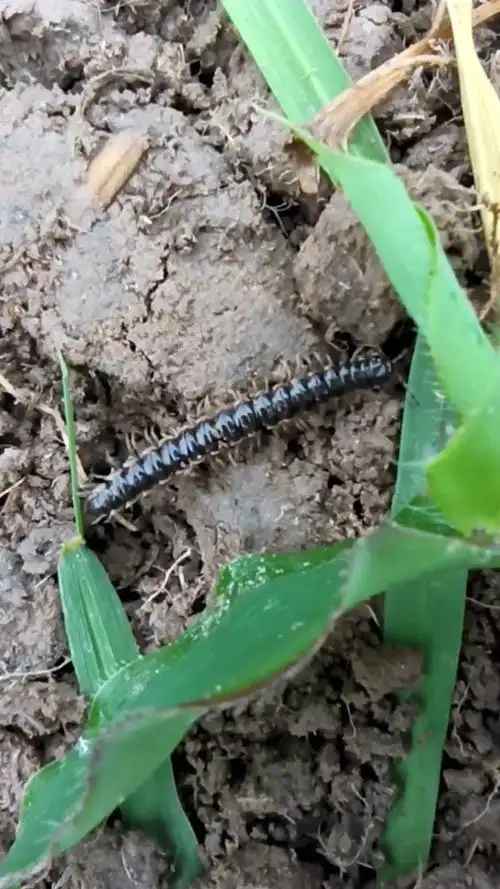 野外的多足虫