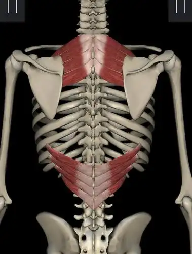 后锯肌(背中层肌)