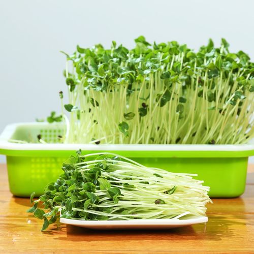 豌豆苗种植盘豆芽菜育苗芽苗菜架豆芽发芽盆家用水培蔬菜豌豆种籽