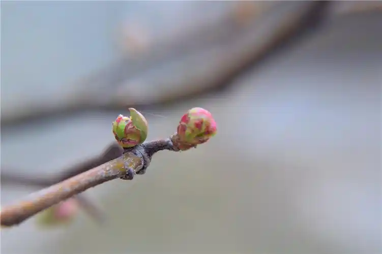 春天的花苞