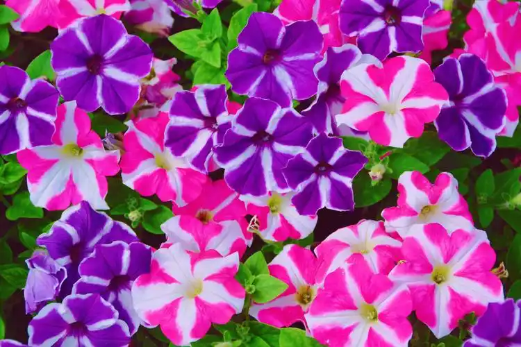 矮牵牛花色彩鲜艳原创拍摄