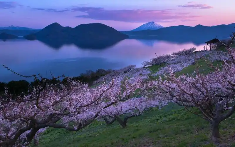 精选日本富士山和湖畔的樱花树电脑壁纸下载