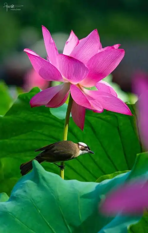 荷鸟之恋,适合在手机上全屏观看的竖图一组|孤山|杭州|荷花|花期|风景