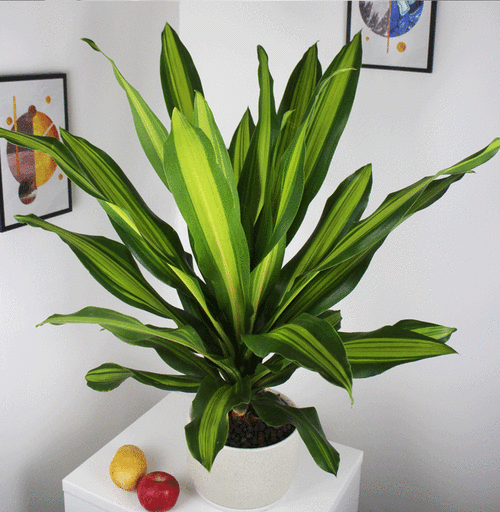 金心也门铁树大盆栽金边巴西铁 耐阴花卉木香龙血树办公室内植物 90