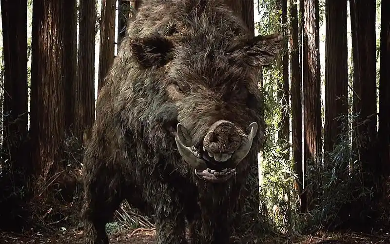 《食人猪》女孩被几千斤的野猪残害全力缉拿