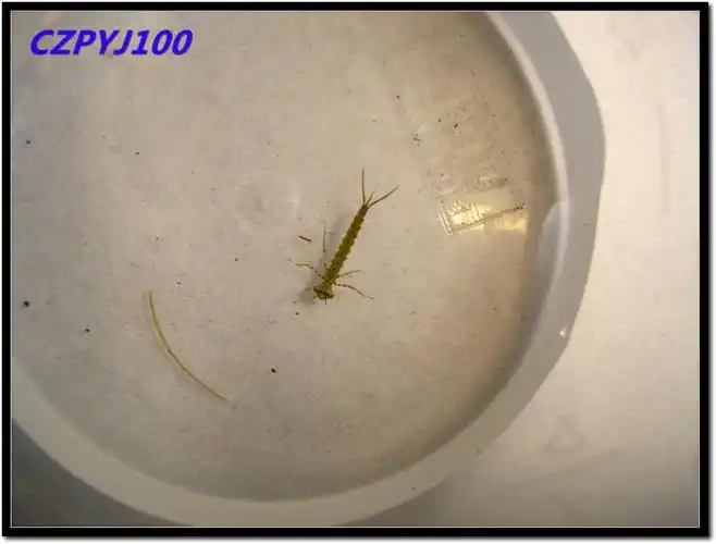 这就是水中蜻蜓幼虫?