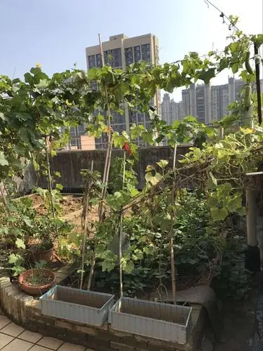 南湖名都a区15栋楼顶种菜