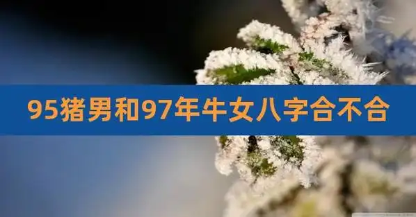 95猪男和97年牛女八字合不合